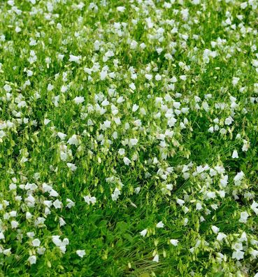 Zwergglockenblume White Baby - Campanula cochleariifolia