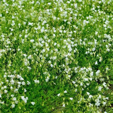 Zwergglockenblume Bavaria White - Campanula punctata