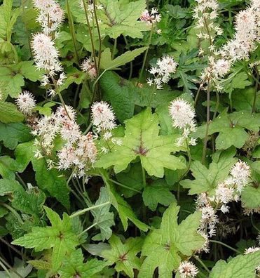 Zipfelblättrige Garten Schaumblüte Pink Bouquet - Tiarella laciniata