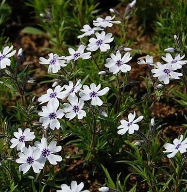 Niedrige Flammenblume Bavaria - Phlox subulata