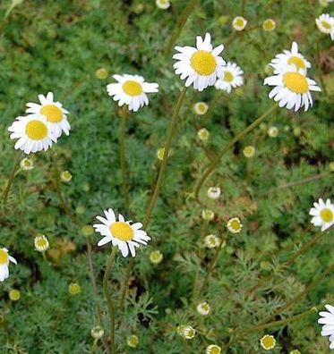 Kaukasische Scheinkamille Mutterkraut - Tripleurospermum caucasica