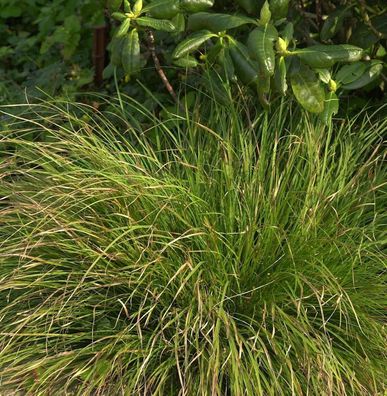 Garten-Segge Phoenix Green - Carex howardii