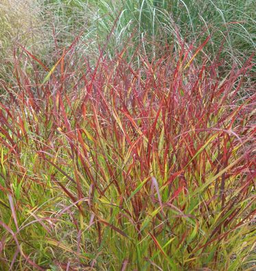 Rutenhirse Hot Rod - großer Topf - Panicum virgatum