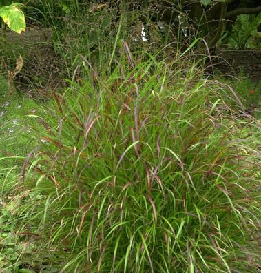 Rutenhirse Sangria - großer Topf - Panicum virgatum