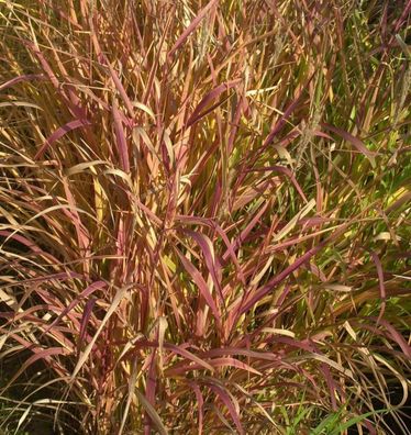 Chinaschilf Dronning Ingrid - Miscanthus sinensis