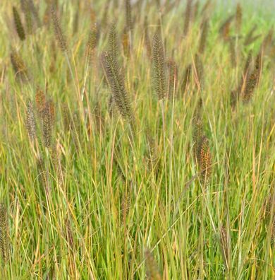 Lampenputzergras Moudry - großer Topf - Pennisetum alopecuroides