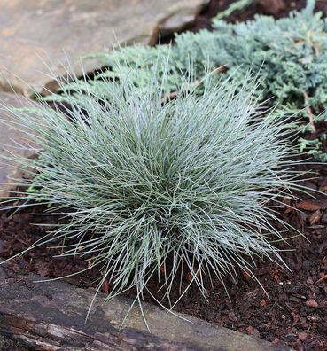 Blauschwingel Elijah Blue® - großer Topf - Festuca cinerea