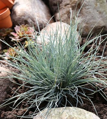 Blauschwingel Eisvogel - Festuca ovina