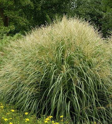 Chinaschilf Yakushima Dwarf - Miscanthus sinensis