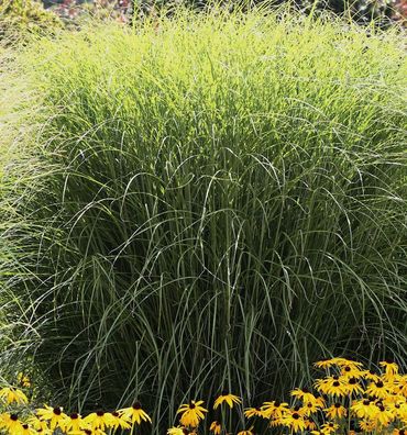 Chinaschilf Sioux - Miscanthus sinensis