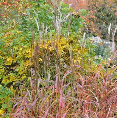 Chinaschilf Ghana - Miscanthus sinensis