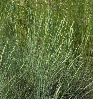 Blauschwingel Harz - Festuca ovina