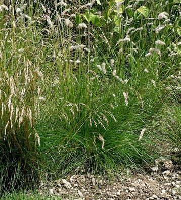 Blauschwingel Golden Toupee - Festuca cinerea