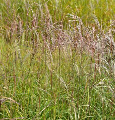 Chinaschilf Vorläufer - Miscanthus sinensis