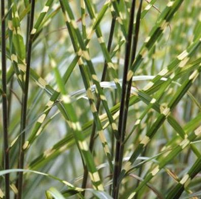 Chinaschilf Strictus - Miscanthus sinensis