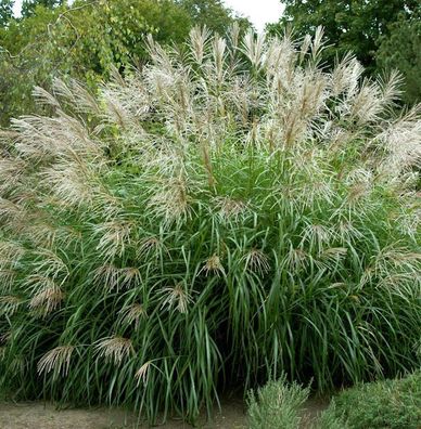 Chinaschilf Silberfeder - Miscanthus sinensis