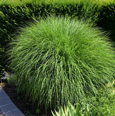 Chinaschilf Kleine Silberspinne - Miscanthus sinensis
