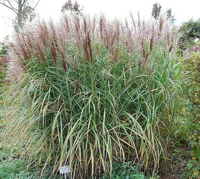 Chinaschilf Kaskade - Miscanthus sinensis