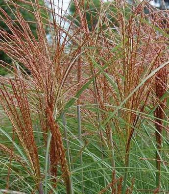 Chinaschilf Graziella - Miscanthus sinensis