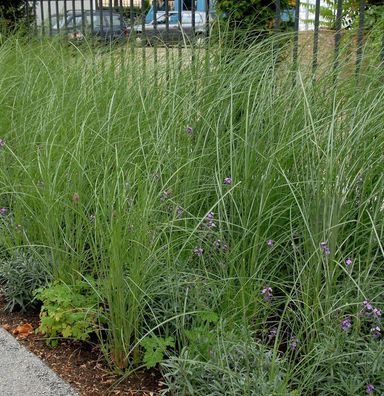 Robustes Chinaschilf - Miscanthus sacchariflorus