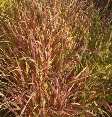 Chinaschilf Purpur - Miscanthus purpurascens