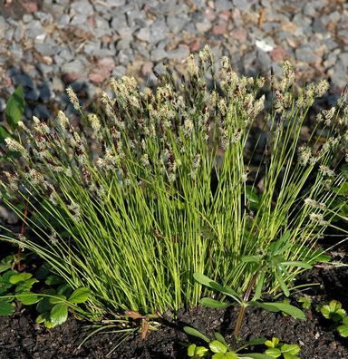 Bergsegge - Carex montana