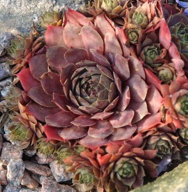 Hauswurz Atroviolaceum - Sempervivum tectorum