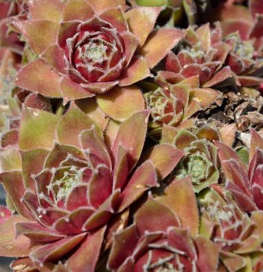 Spinnweb Hauswurz Draco - Sempervivum arachnoideum