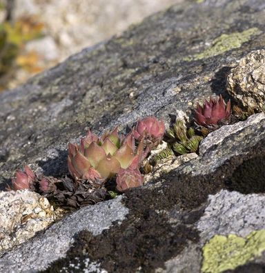 Hauswurz - Sempervivum tectorum