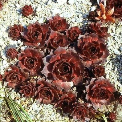 Hauswurz Othello - Sempervivum tectorum