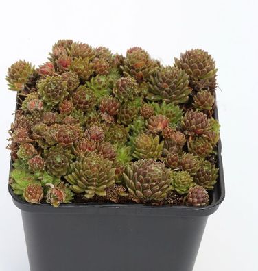 Dachwurz Kugelblitz - Sempervivum arachnoideum