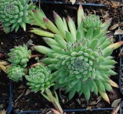 Berg Hauswurz - Sempervivum montanum