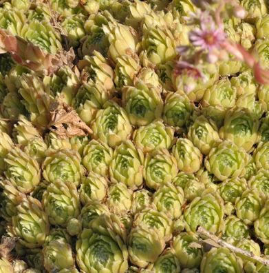 Hauswurz Hey Hey - Sempervivum cultorum