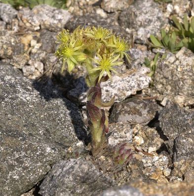 Spinnweb Hauswurz Boris - Sempervivum ciliosum