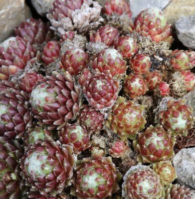 Spinnweb Hauswurz Minor - Sempervivum arachnoideum Minor
