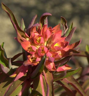 Himalaja Wolfsmilch Fireglow - Euphorbia griffithii