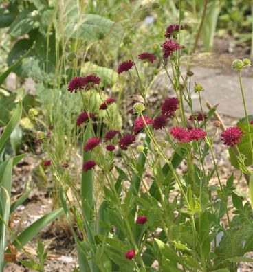 Witwenblume Mars Midget - Knautia macedonica