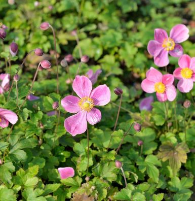 Japanische Herbstanemone Little Princess - Anemone hupehensis