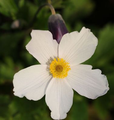 Japanische Herbstanemone Wild Swan - Anemone japonica