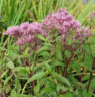 Wasserdost Baby Joe - Eupatorium dubium