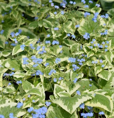 Kaukasus Vergißmeinnicht Variegata - Brunnera macrophylla