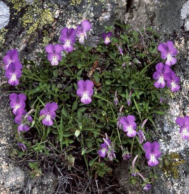 Korsische Veilchen - Viola corsica