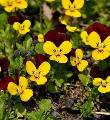 Hornveilchen Jackanapes - Viola cornuta