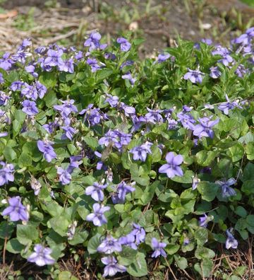 Wald Veilchen - Viola reichenbachiana