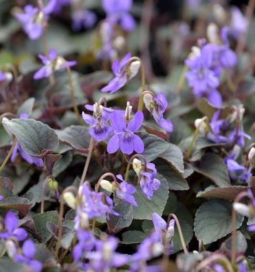 Grönland Veilchen - Viola labradorica