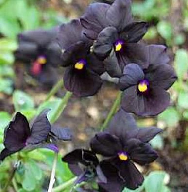Hornveilchen Molly Sanderson - Viola cornuta