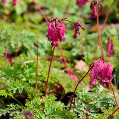 Tränendes Herz Valentine - Dicentra spectabilis