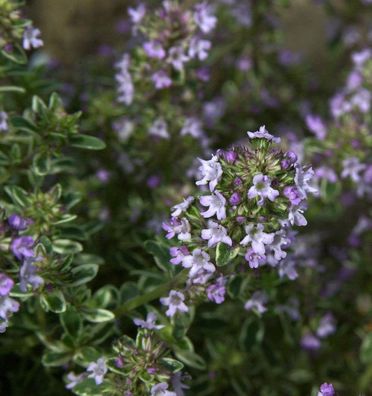 Echter Thymian Fleur Provencale - Thymus vulgaris