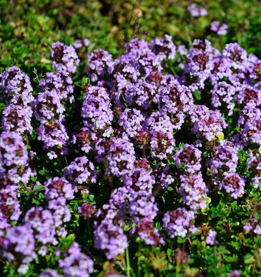 Thymian Doone Valley - Thymus comosus