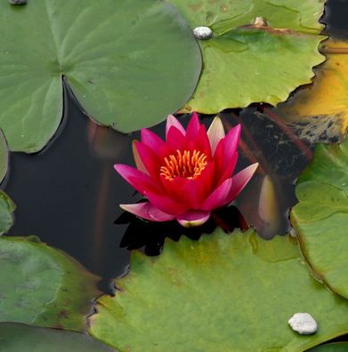 Seerose James Brydon - Nymphaea